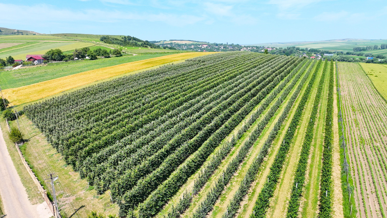 Livada+Teren 6 ha (60.000 MP) - Vulturesti, Suceava