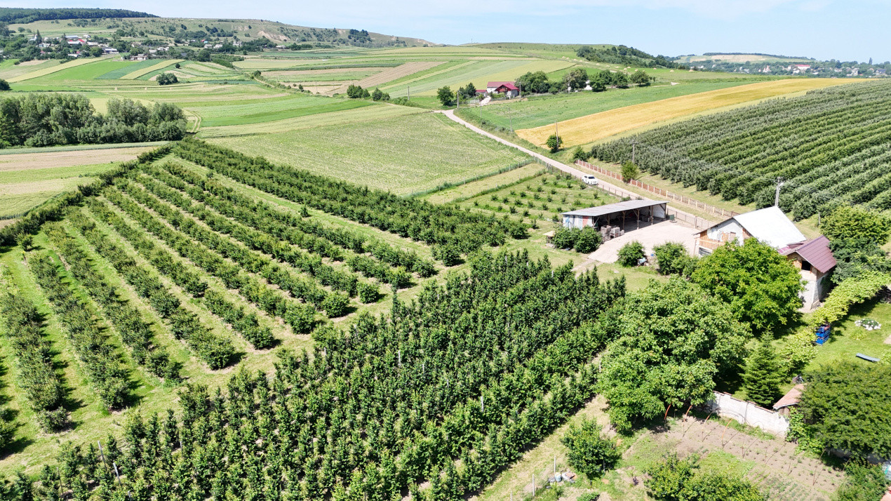 Livada+Teren 6 ha (60.000 MP) - Vulturesti, Suceava