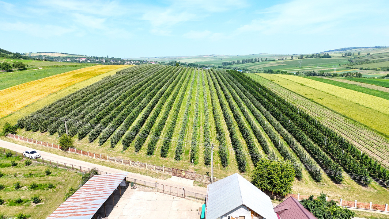 Livada+Teren 6 ha (60.000 MP) - Vulturesti, Suceava
