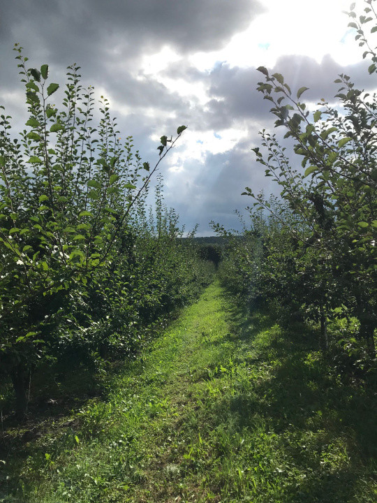 Livada+Teren 6 ha (60.000 MP) - Vulturesti, Suceava