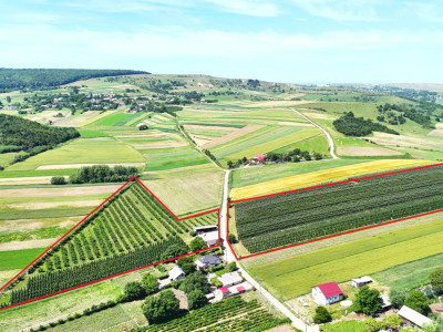 Livada+Teren 6 ha (60.000 MP) - Vulturesti, Suceava
