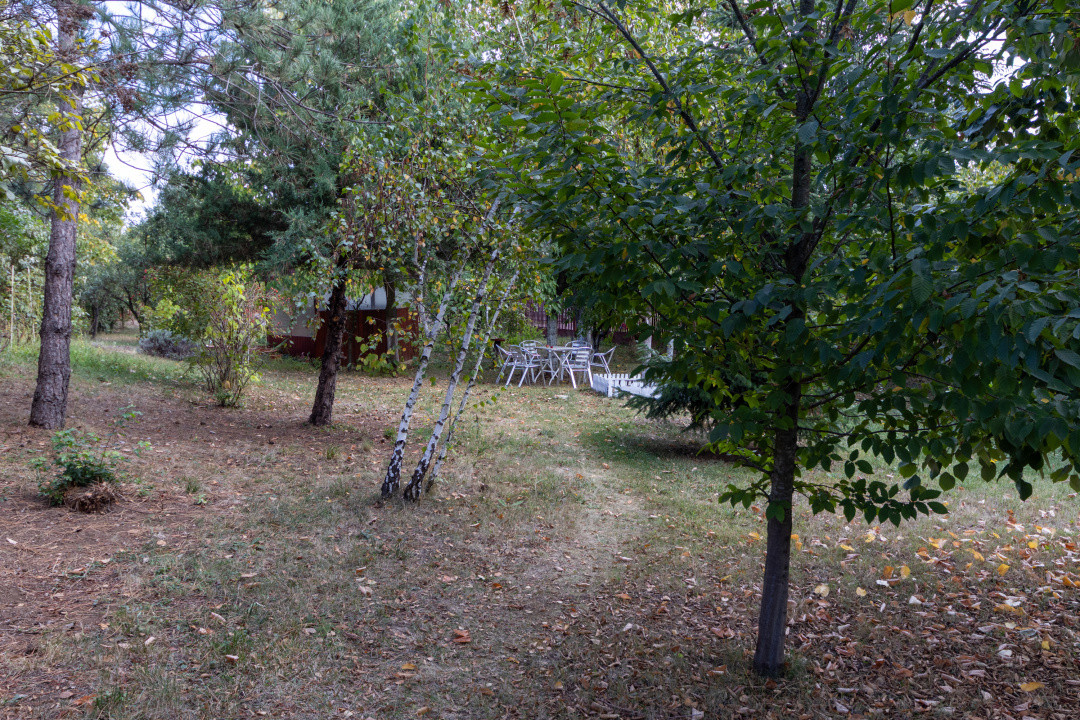 🌿 Colțul tău de natură la Snagov – Casa din lemn unde liniștea devine acasă