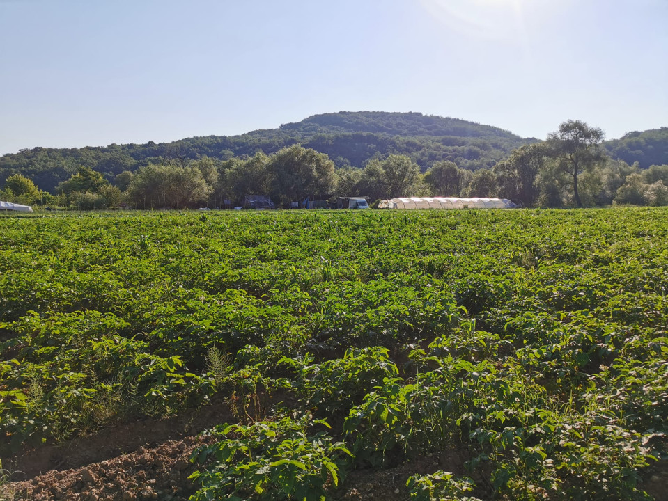 Teren extravilan arabil, 7500mp, Mohu-Bungard