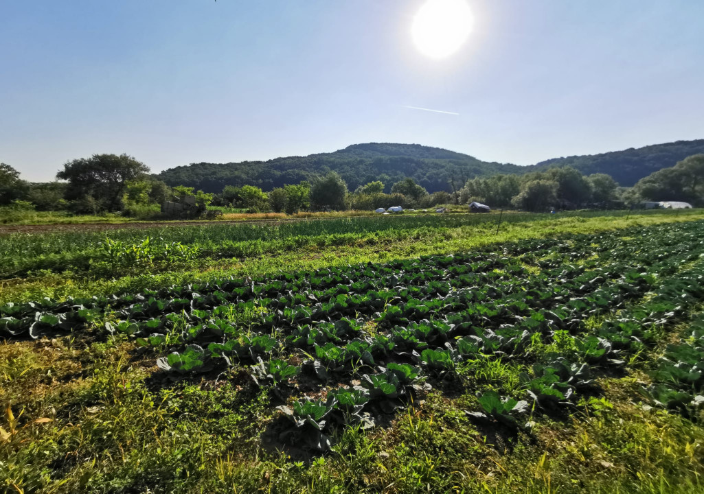 Teren extravilan arabil, 7500mp, Mohu-Bungard