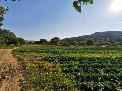 Teren extravilan arabil, 7500mp, Mohu-Bungard