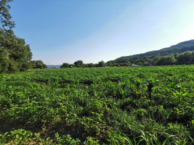 Teren agricol 7500mp in lunca Bungardului, acces din strada