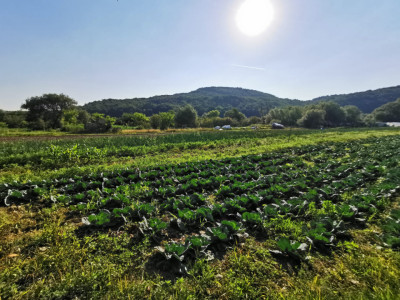 Teren extravilan arabil, 7500mp, Mohu-Bungard