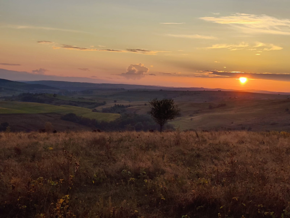 Oportunitate investitie/Afacere - Teren 70 ha + turmă bizoni - Marpod - Chirpăr
