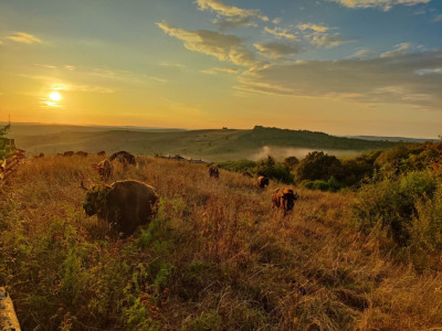 Oportunitate investitie/Afacere - Teren 70 ha + turmă bizoni - Marpod - Chirpăr