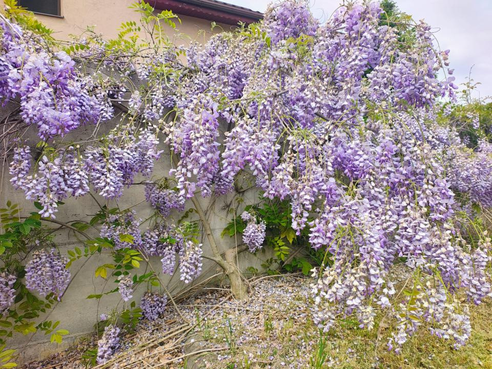 🏡 Casă spectaculoasă S+P+1 • piscină •zonă selectă cu vedere către pădure