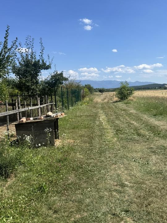 Teren 720 mp Seviș | 23 m front | Oportunitate investiție 24.480€