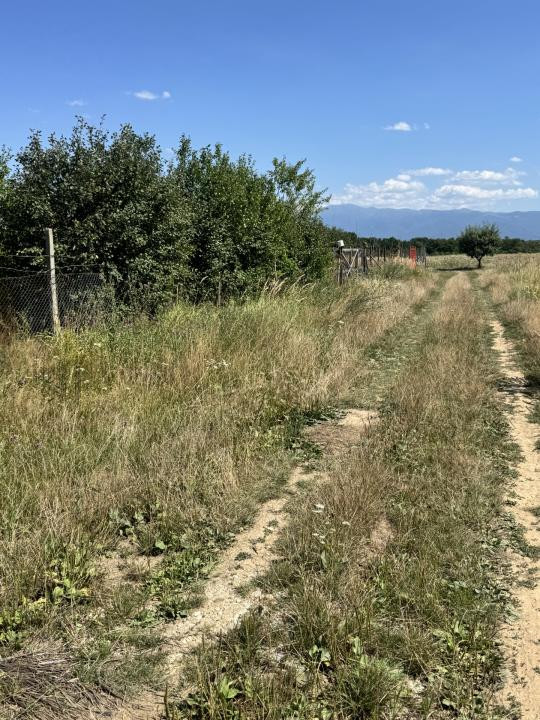 Teren 720 mp Seviș | 23 m front | Oportunitate investiție 24.480€