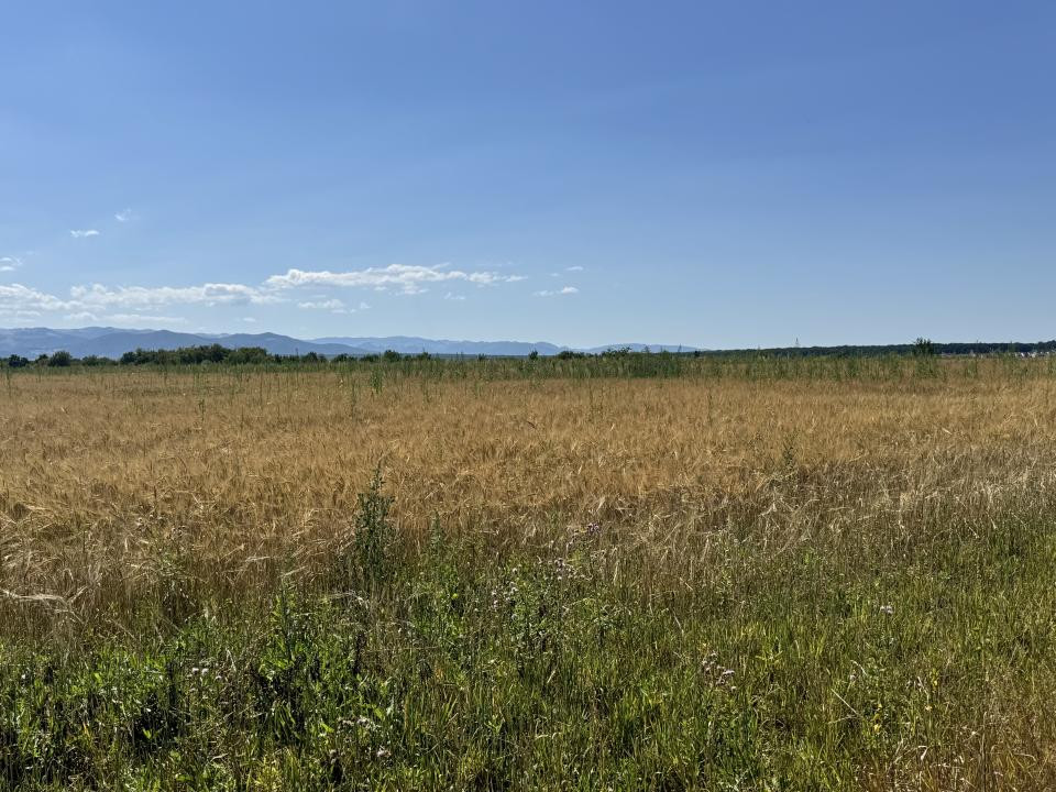 Teren 720 mp Seviș | 23 m front | Oportunitate investiție 24.480€