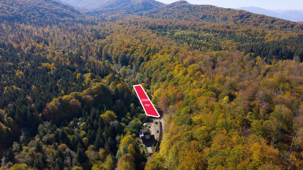 Teren 2.000 mp în Valea Avrigului Pădure, apă curgătoare și liniște