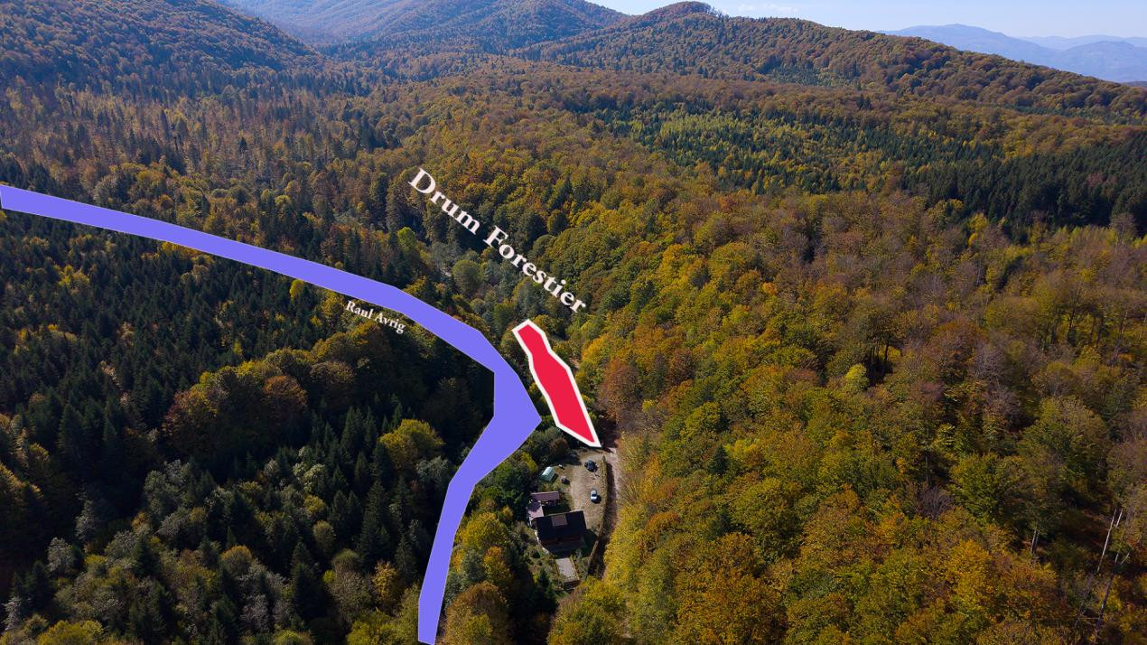 Teren 2.000 mp în Valea Avrigului Pădure, apă curgătoare și liniște