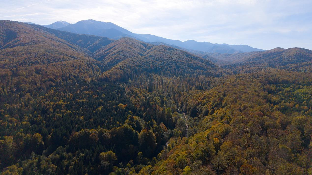 Teren 2.000 mp în Valea Avrigului Pădure, apă curgătoare și liniște