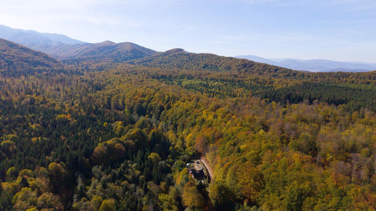 Teren 2.000 mp în Valea Avrigului Pădure, apă curgătoare și liniște