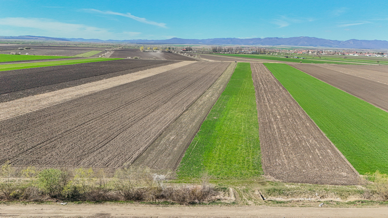 Vanzare teren extravilan agricol Halchiu 15000mp