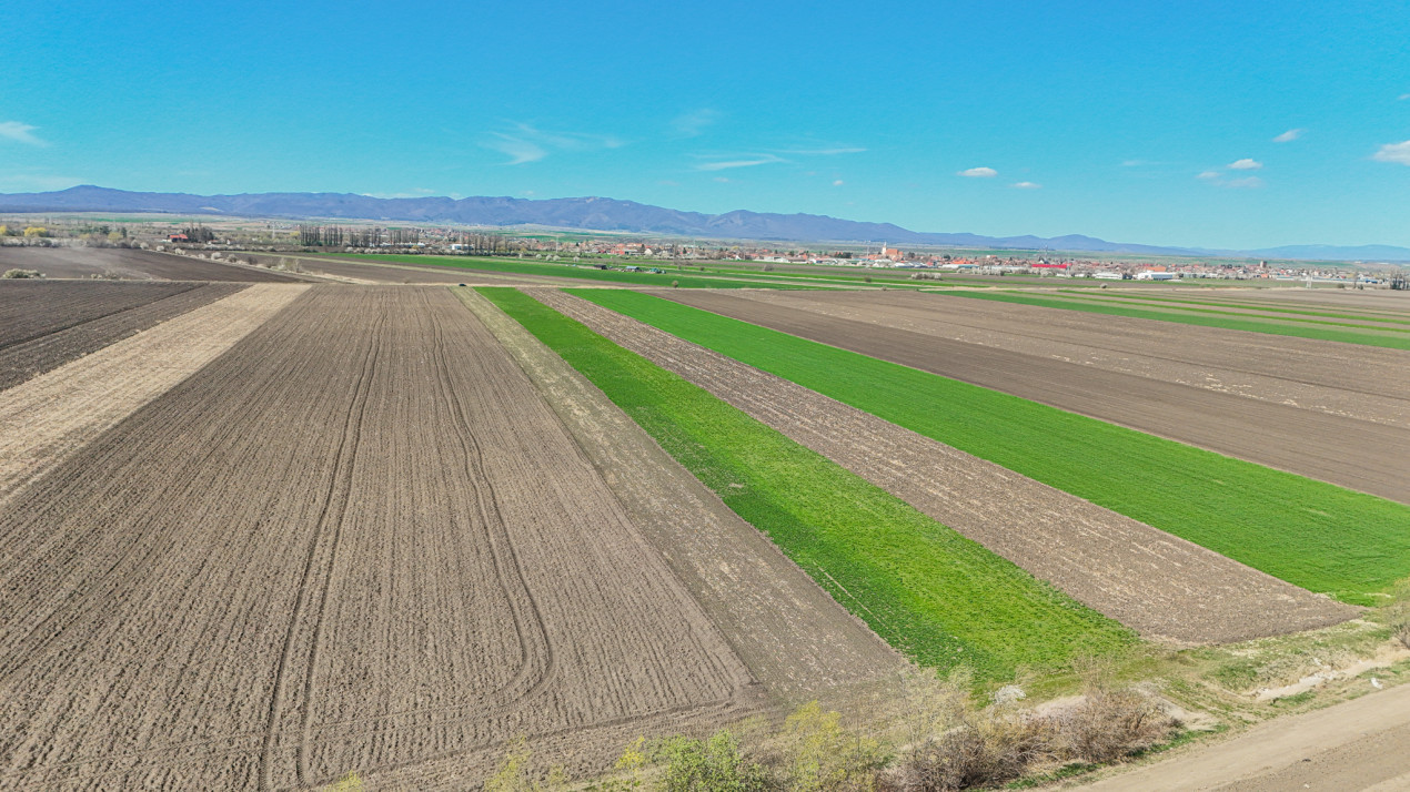 Vanzare teren extravilan agricol Halchiu 15000mp