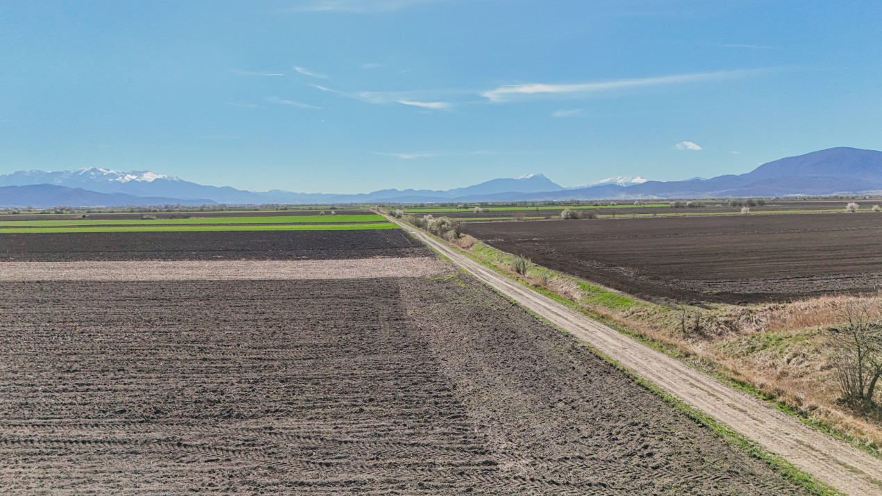 Vanzare teren extravilan agricol Halchiu 15000mp