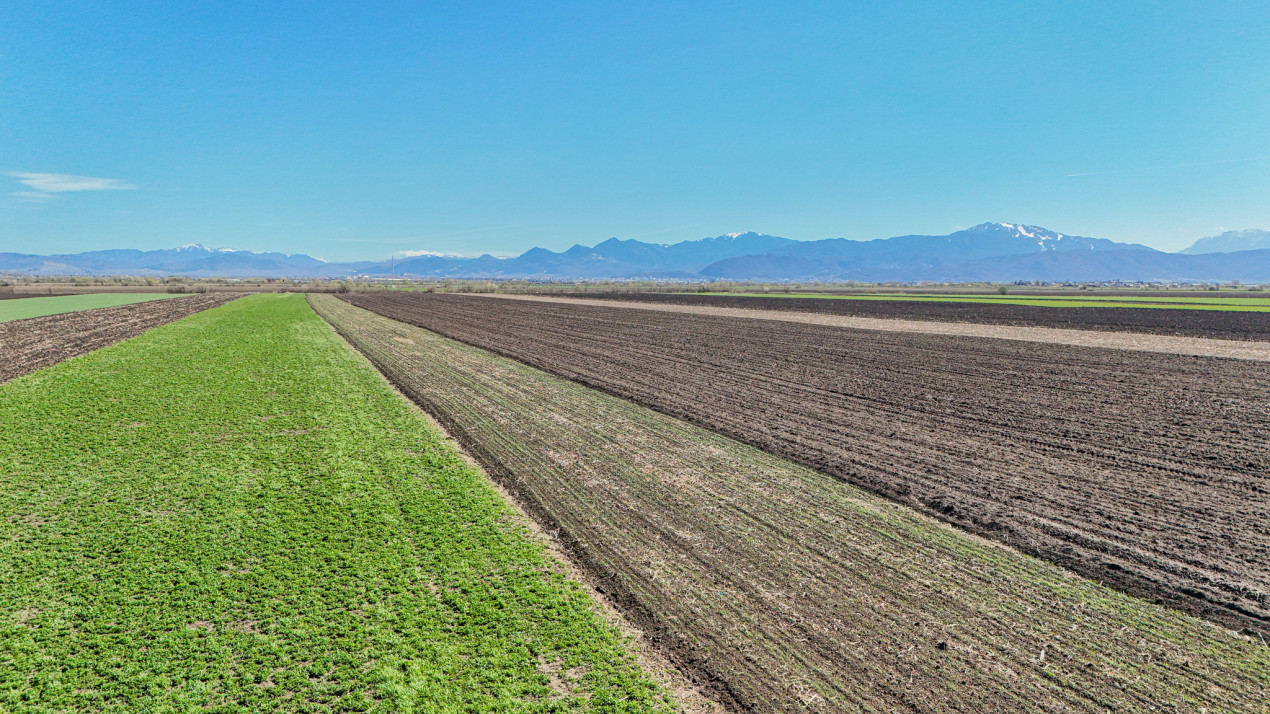 Vanzare teren extravilan agricol Halchiu 15000mp